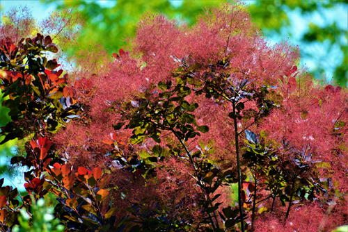 Smoke bush, Cotinus coggygria, is a deciduous shrub that's also commonly known as royal purple smoke bush, smokebush, smoke tree, and purple smoke tree.